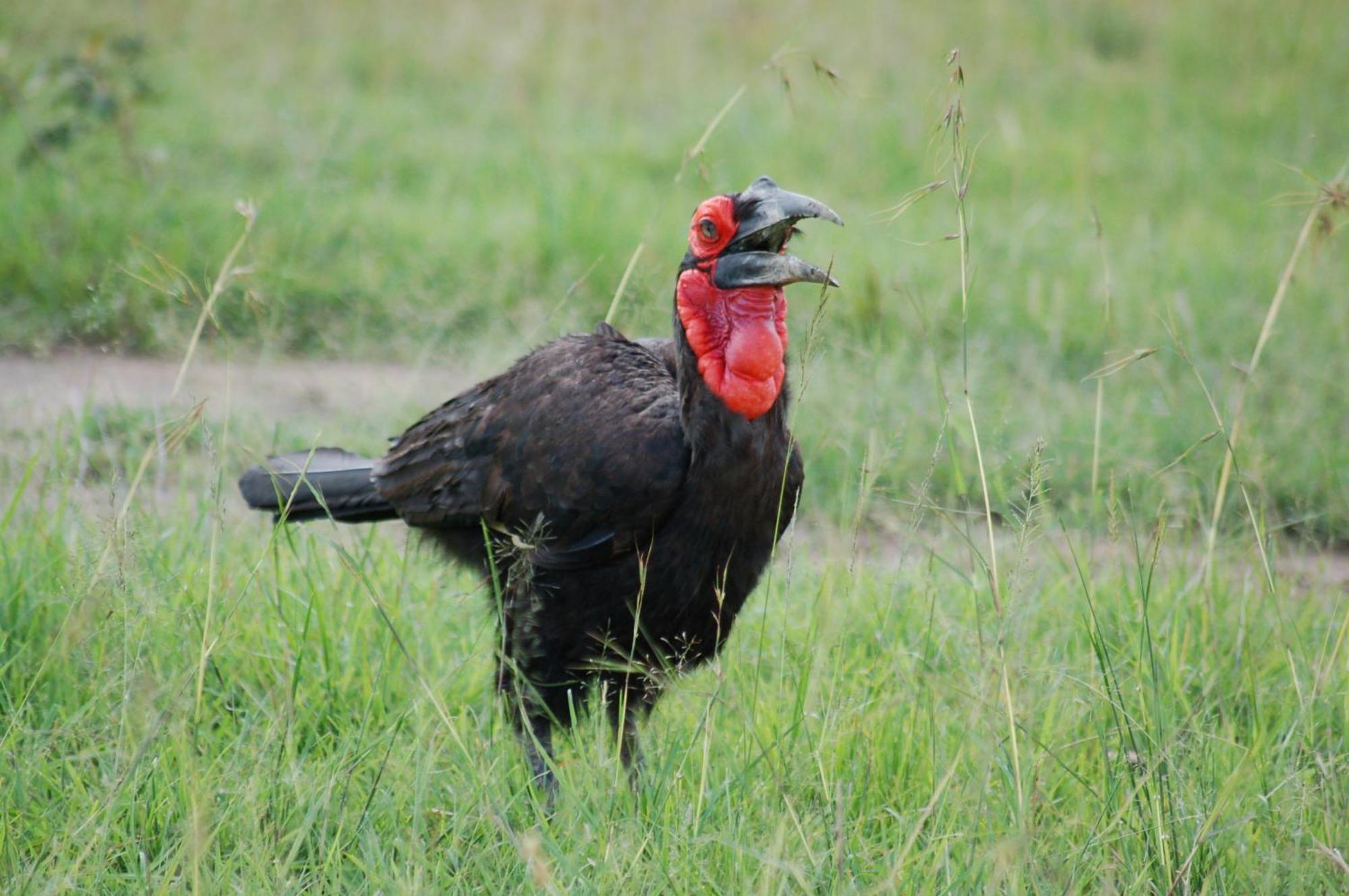 Mara Elatia Camp Villa Maasai Mara Dış mekan fotoğraf