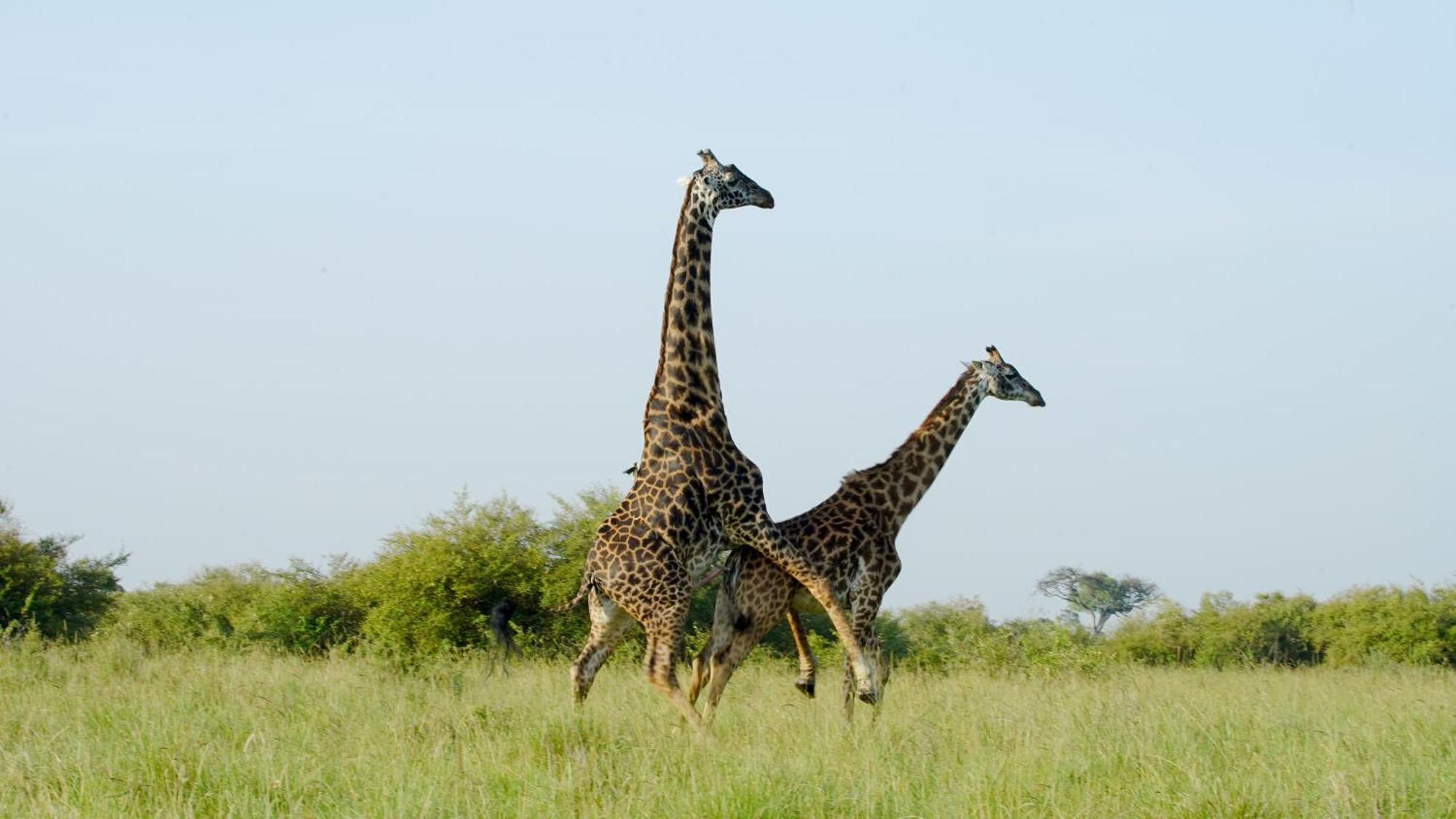 Mara Elatia Camp Villa Maasai Mara Dış mekan fotoğraf