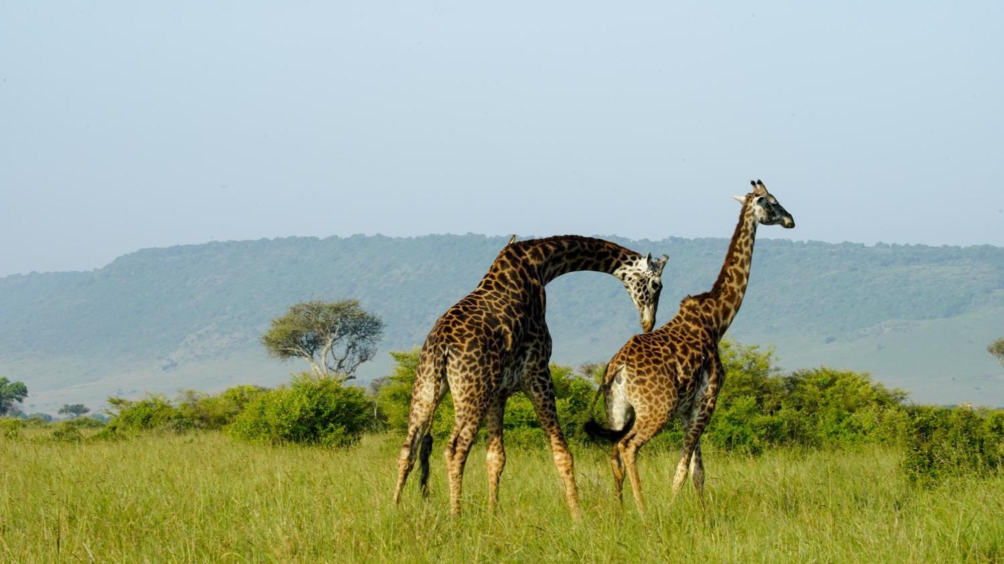 Mara Elatia Camp Villa Maasai Mara Dış mekan fotoğraf