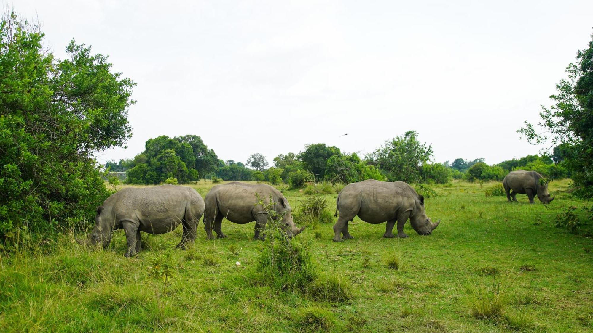 Mara Elatia Camp Villa Maasai Mara Dış mekan fotoğraf
