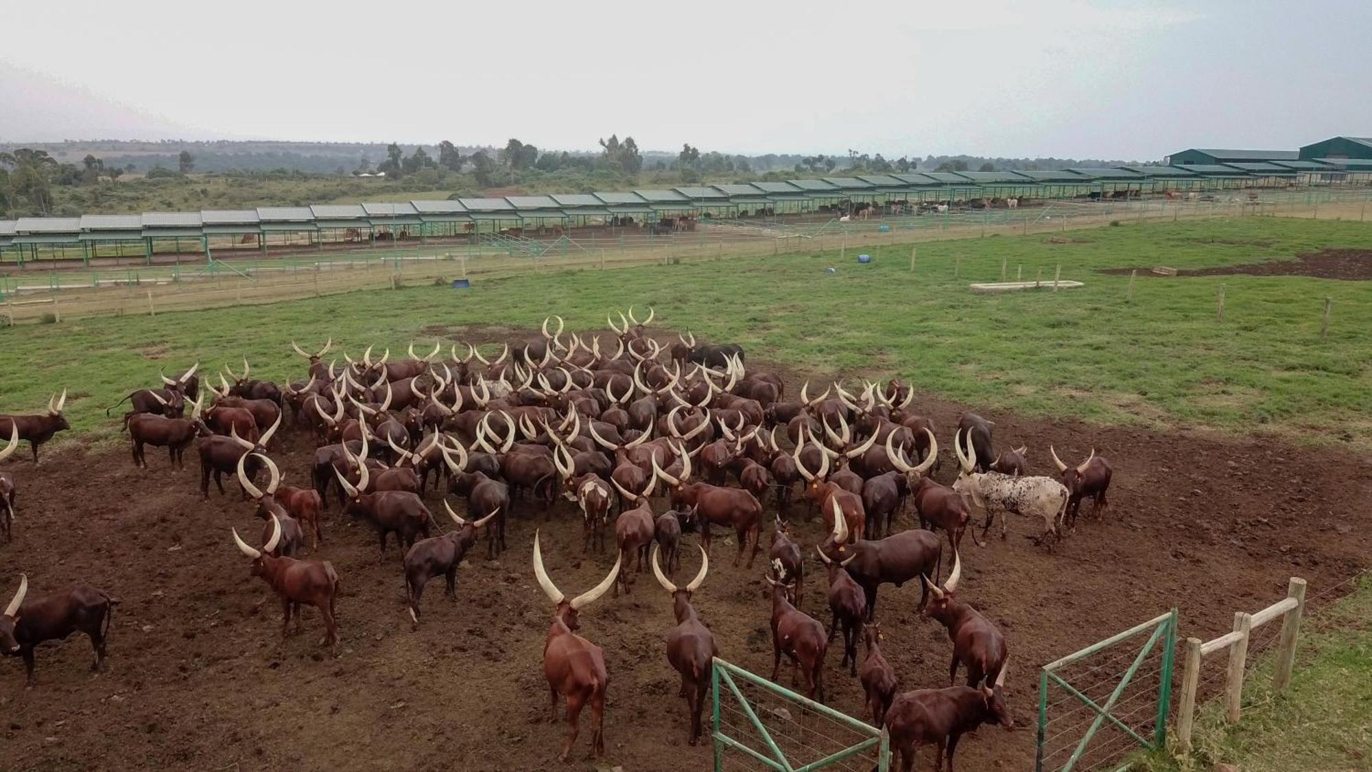 Mara Elatia Camp Villa Maasai Mara Dış mekan fotoğraf