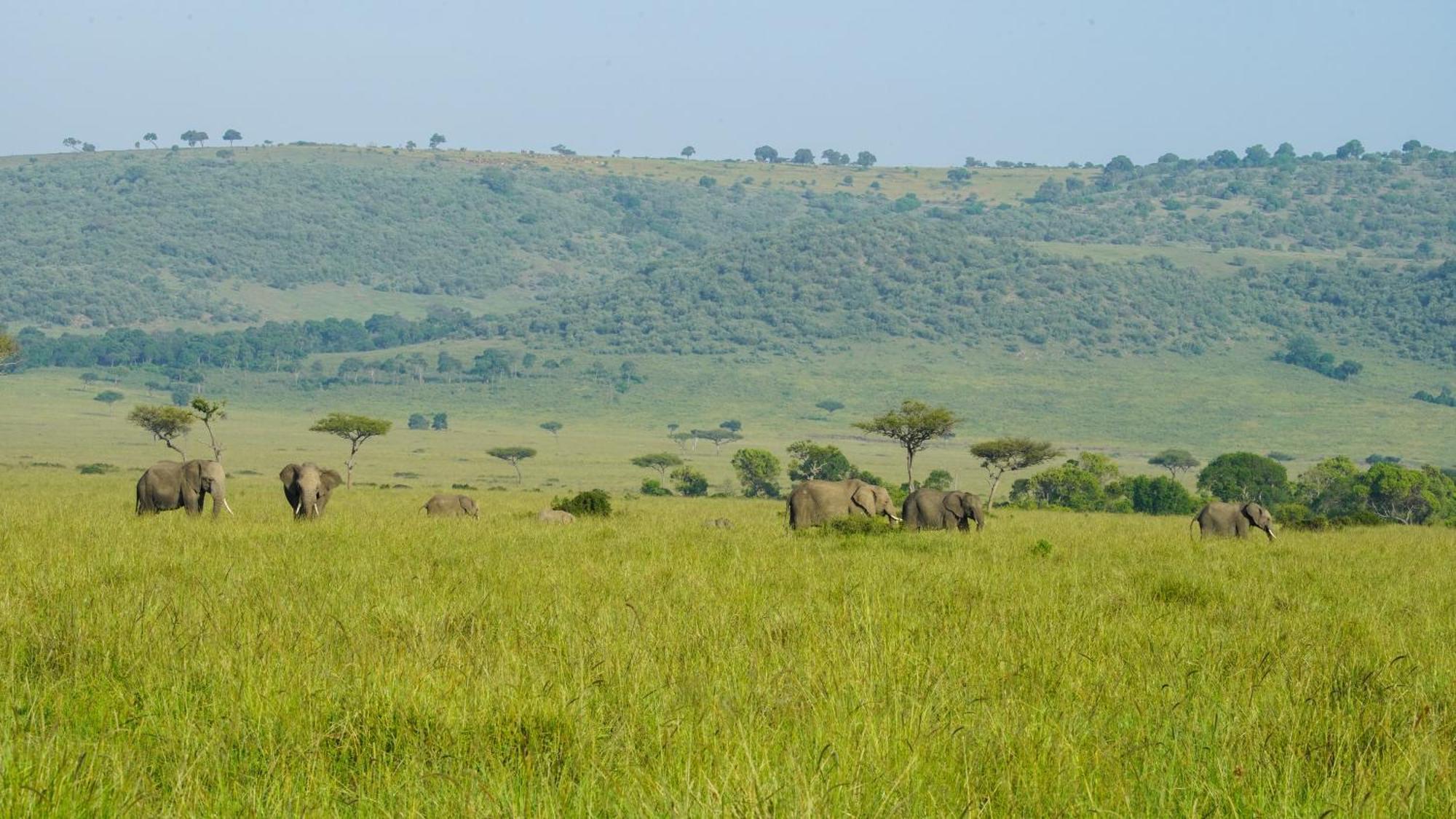 Mara Elatia Camp Villa Maasai Mara Dış mekan fotoğraf