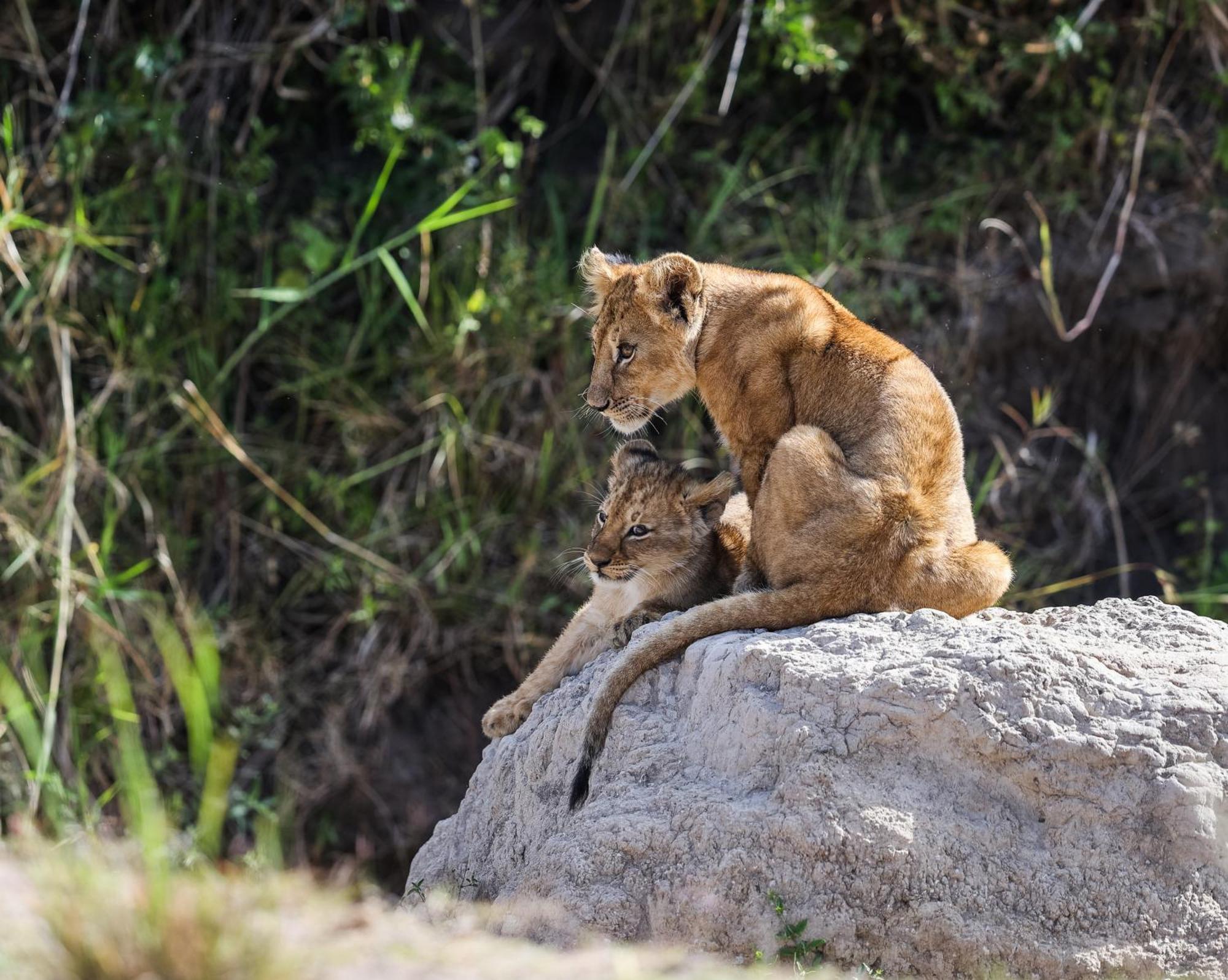 Mara Elatia Camp Villa Maasai Mara Dış mekan fotoğraf